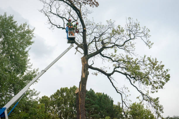 Leaf Removal